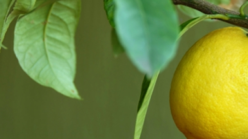 Полезни съставки, които превръщат чая в еликсир