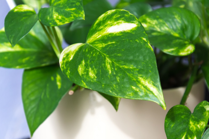 Сциндапсус: Това е друго мощно растение, което ако му позволите, ще направи обилна листна маса много бързо. Сциндапсуса е невероятно растение за пречистване на въздуха. Освен че е една от най-популярните и надеждни стайни растения на разположение днес, също така намира все по-широко приложение в изграждане на зелени стени.