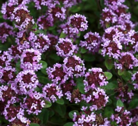 Има защо мащерката да е сред най популярните у нас билки