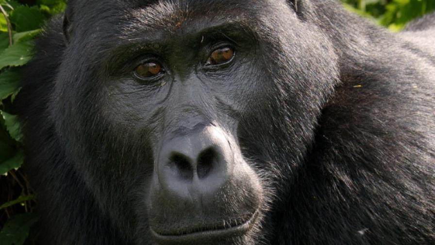 Глобално възмущение след убийството на горила