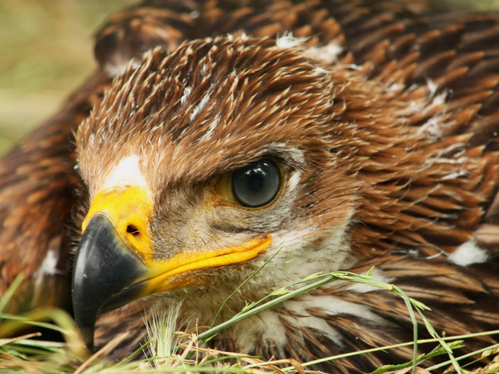 Природозащитници в Кения предупреждават, че почти всички 103 вида грабливи птици