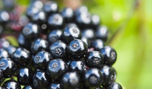 Супербилката, която лекува болести и укрепва организма