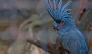 Палмово какаду