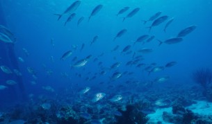 Знаехте ли тези факти за дълбините на океана