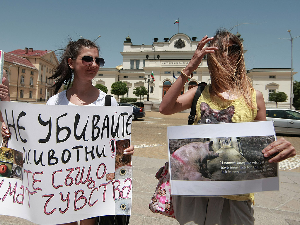 Протестиращите искат промяна в законодателството и "да се приравни убийството на всяко едно животно с убийството на хора. Искаме животът на животните да се третира по същия начин, както животът на хората"