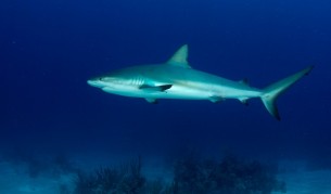 Да срещнеш акула очи в очи