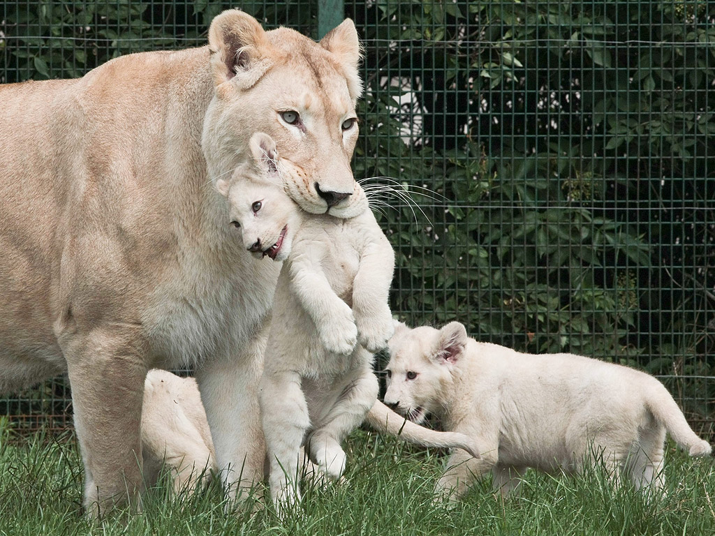Женски бял лъв с малките си в Zoo Safari близо до Гожов Велкополски, Полша. Четирите бели лъвчета се родиха през март 2016
