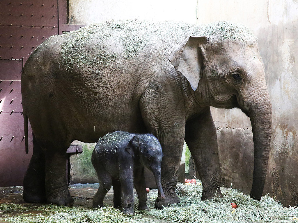 Азиатски слон и новородено слонче в зоопарка на Сеул, Южна Корея. От зоологическата градина съобщиха, че отглеждането на застрашени видове, дава резултат. Новороденото слонче е родено от двойка дарени от правителството на Шри Ланка през 2010 г.