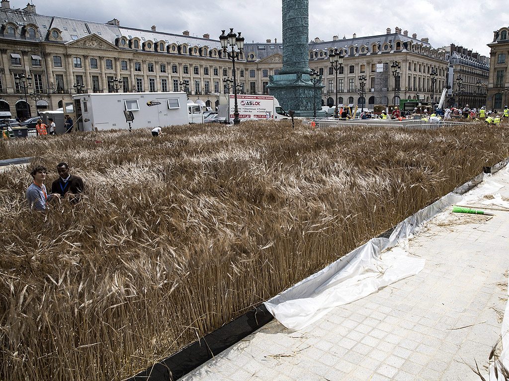 Около 150 души работят на инсталацията на Гад Вейл озаглавена "Bles de Vendome" в Париж, Франция. Инсталацията ще бъде завършена през нощта на 30 юни.