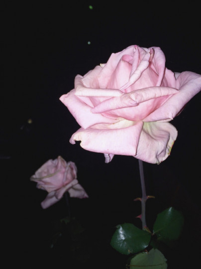 Дневен хороскоп за за сряда (06.07.) - снимка 7