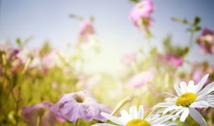 Кое цвете ви подхожда според зодията