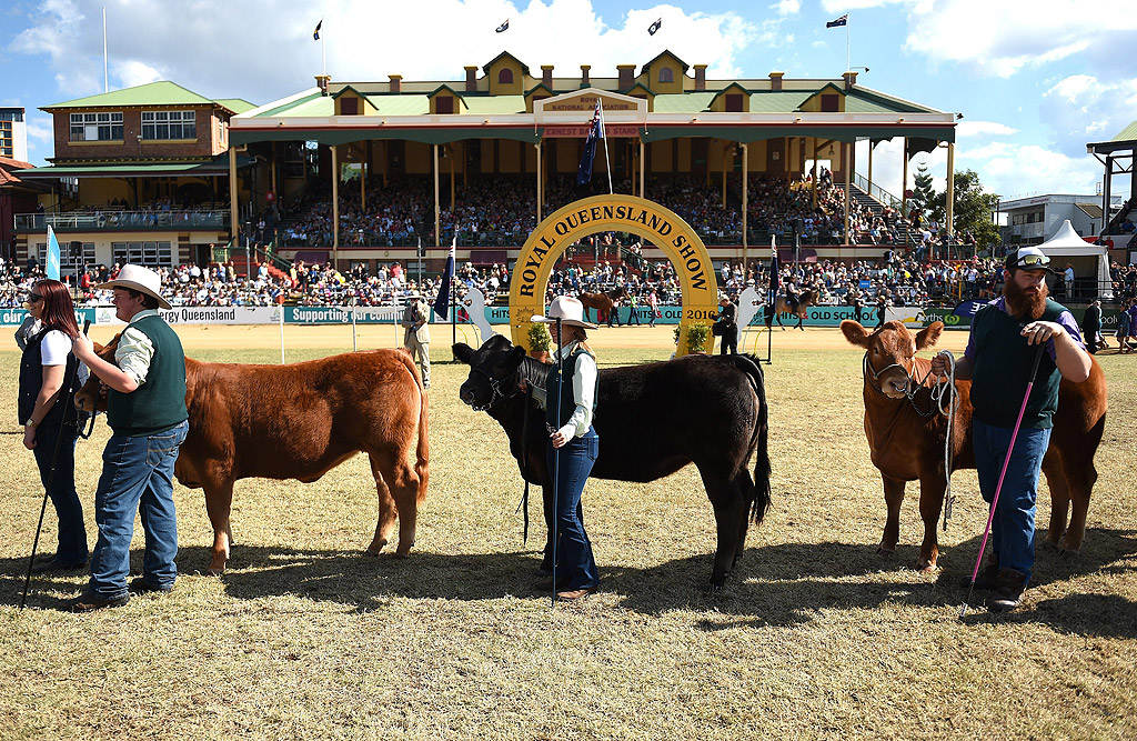 Едър рогат добитък и коне на парад в Бризбейн, Куинсланд, Австралия Тази година се навършват 140 години от Селскостопанското Кралско Куинсланд Шоу, известно също като Ekka, 55,000 души се очаква да посетят шоуто