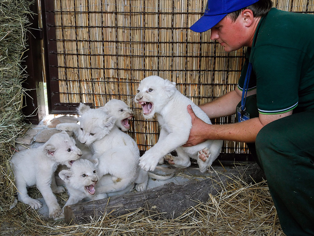 Бели лъвчета в клетката си в частната зоологическа градина "XII months" в село Демидов, на около 50 км северно от Киев, Украйна. Петте мъжки лъвчета са родени през юни 2016 г. и сега с тегло между четири - шест килограма. Те са рекорден брой в едно котило, защото обикновено се раждат не повече от четири.