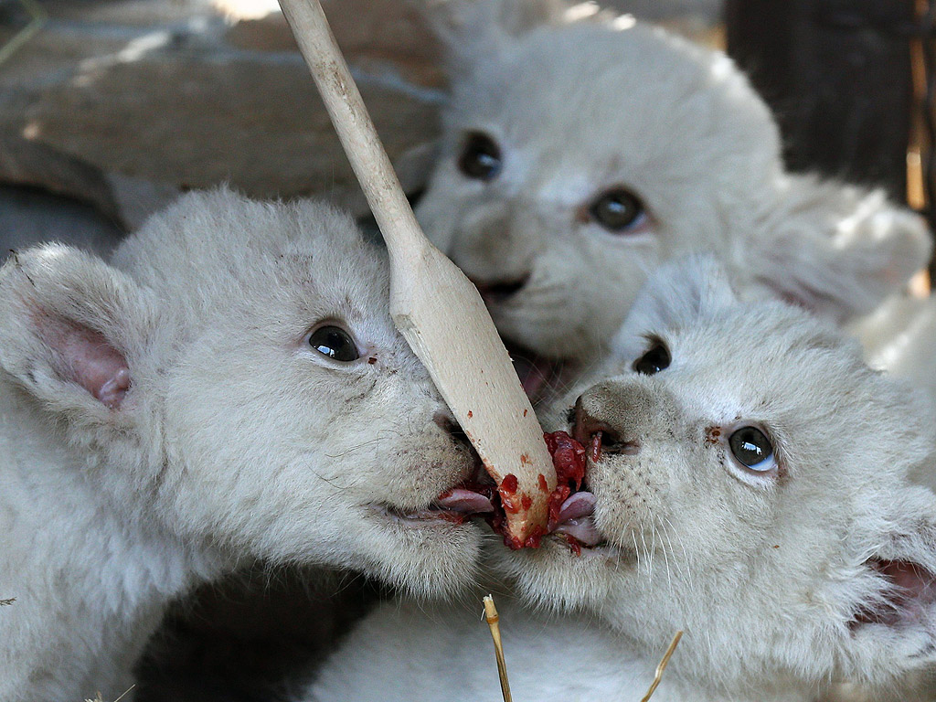 Бели лъвчета в клетката си в частната зоологическа градина "XII months" в село Демидов, на около 50 км северно от Киев, Украйна. Петте мъжки лъвчета са родени през юни 2016 г. и сега с тегло между четири - шест килограма. Те са рекорден брой в едно котило, защото обикновено се раждат не повече от четири.