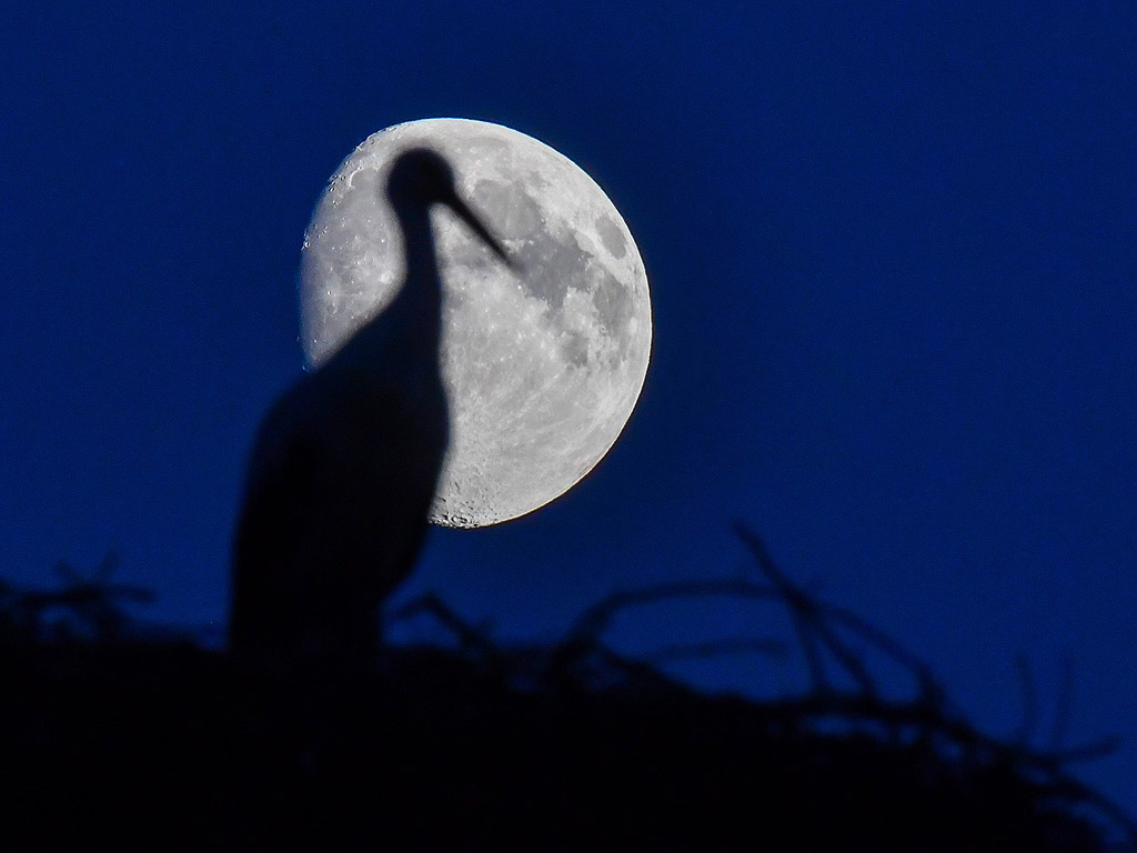 Бял щъркел (Ciconia Ciconia) седи в гнездото си на фона на Луната в нощното небе, в Зиверсдорф, Германия