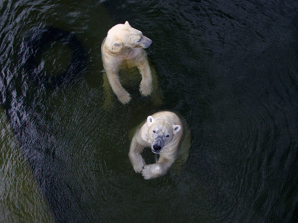 Бели мечки се разхлаждат в басейна на тяхната клетка в Зоопарка в Гелзенкирхен, Германия