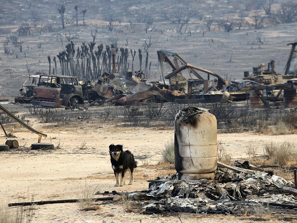 Куче сред опожарени останки в близост до Фелан, Калифорния, САЩ. Над 30 000 декара горят унищожени са десетки жилища, над 80 000 души са евакуирани в окръг Сан Бернардино