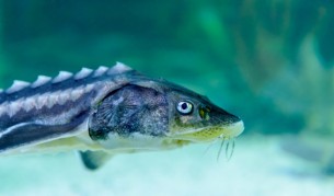 Рибари уловиха 80-годишна есетра (снимки)