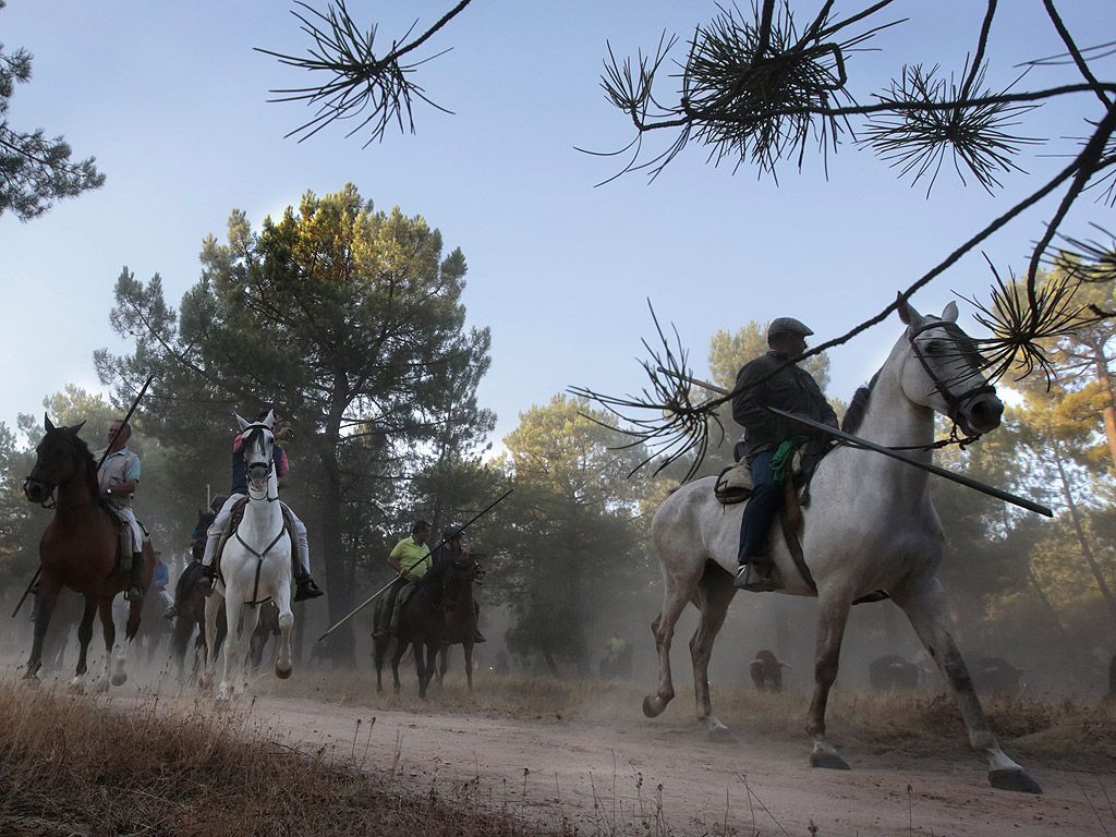 Ездачи с пики водят стадо бикове за корида, от ранчо за Фиеста де Куеляр, в Кастилия и Леон, Испания. Фиестата в Куеляр е призната за една от най-старите в Испания, датираща от 1499 година. Биковете са подкарват от стотици конници през гора и хълмове по петте километра до града, където бегачи си опитват късмета и умението в тичане с бикове.