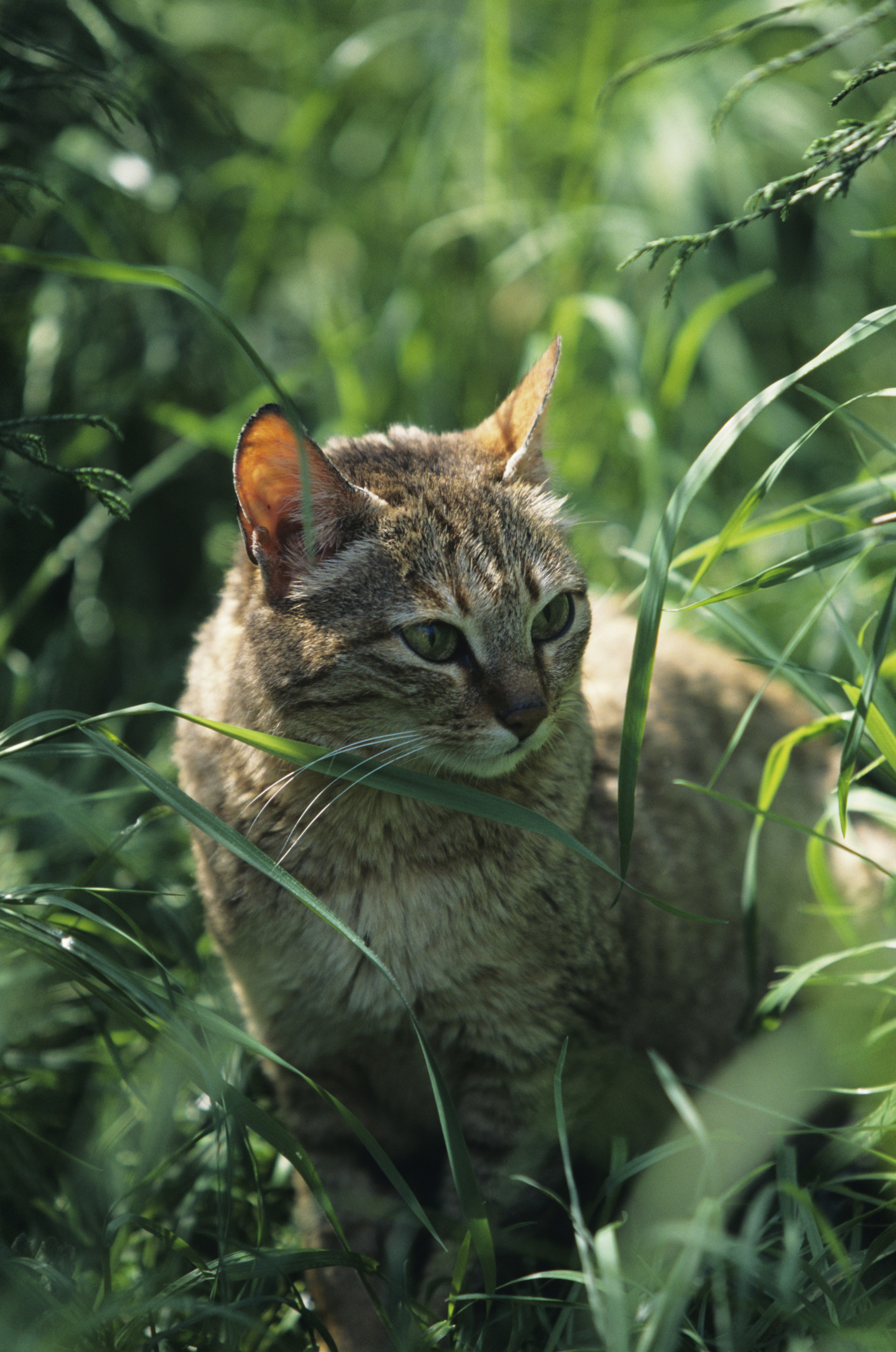 Арабската дива котка или дивата котка на Гордън, (Felis Silvestris Gordoni) обитава на Арабския полуостров. Прилича много на обикновената домашна котка. Ендемична е за северен Оман и Обединените арабски емирства. Типичното ѝ местообитание са полупустинни скалисти райони. Мъжките обикновено маркират по-голяма територия. Арабската дива котка е нощен хищник. Обикновено има по няколко пещери, скални ниши, кухи дървета или празни лисичи дупки на територията си, където се крие при опасност и си почива през деня.