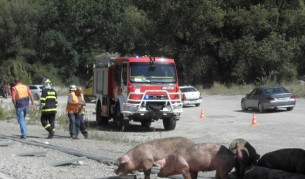 Румънски ТИР се обърна - разпиля прасета на пътя