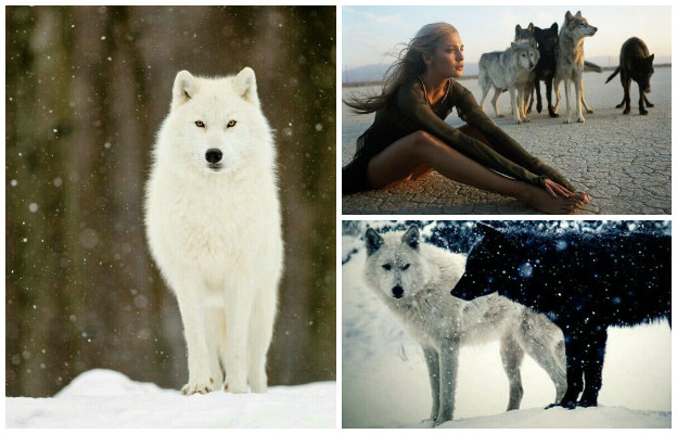 Древната притча на индианците чероки за двата свята във всеки от нас