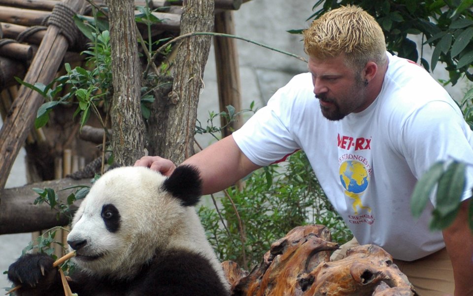 Приятна среща: Гришо видя гигантските китайски панди