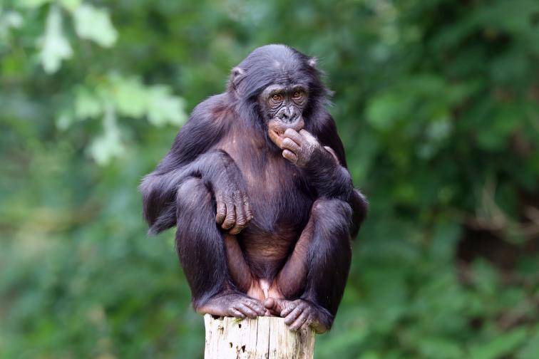  Други примати обаче, като бонобото и западната горила, са извънредно миролюбиви. Много невисок % на убийства има при индийските носорози, тигрите, африканския слон и прилепите вампири. Животни като зебрите и газелата на Томпсън и някои типове прилепи изобщо не се избиват. 