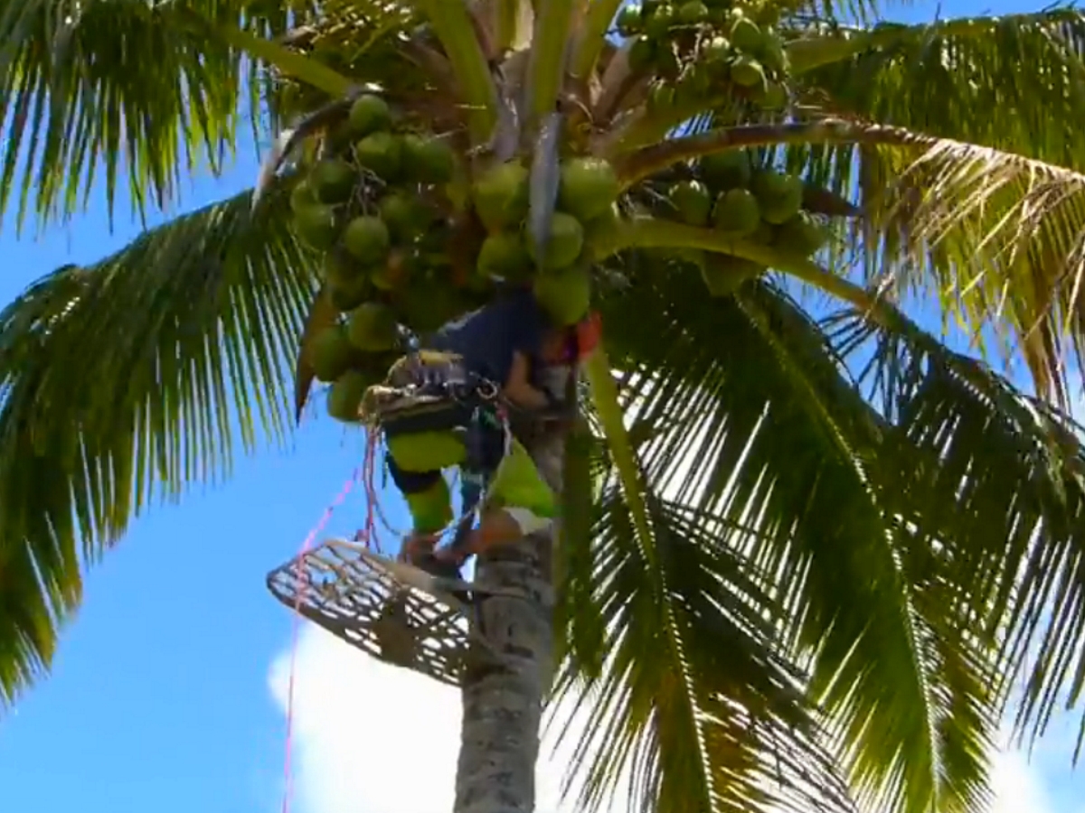 Той събира кокосови орехи, за да преследва вълните