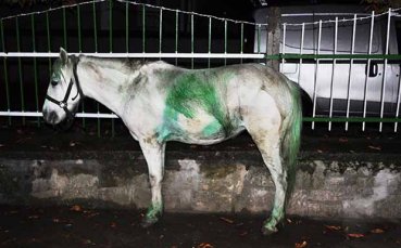Зелен кон посрещна Лудогорец в разградско село