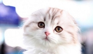 Редки породи котки в специална изложба