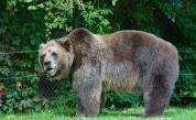 <p>Мечка гризли нападна 11 ученици, двама се борят за живота си</p>