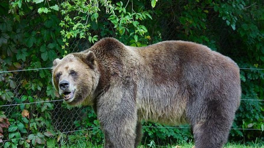 <p>Мечка гризли нападна 11 ученици, двама се борят за живота си</p>