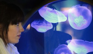 Какво означава безсмъртната медуза за човечеството