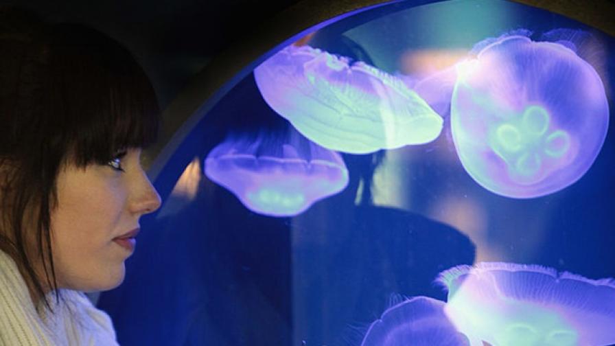 Какво означава безсмъртната медуза за човечеството
