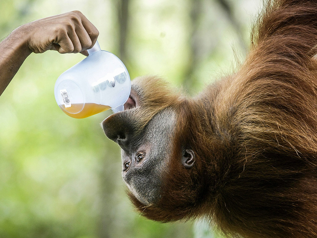 Орангутаните, големи примати, живеят в дивата природа на Малайзия и Индонезия, специално в Борнео и в Северна Суматра и Ачех.