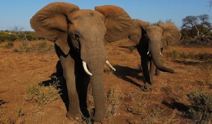 9 слона са открити мъртви в Южна Африка
