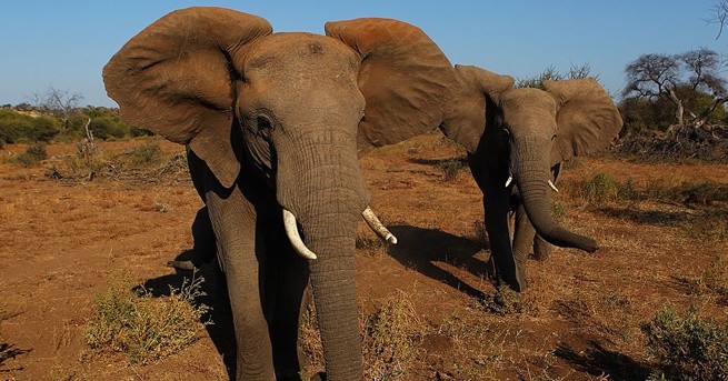 През изминалата седмица в Дюкви Ботсвана девет слона са изгубили