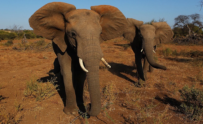 Бракониерите избиват хиляди слонове годишно и трансформират естествения ход на природата 