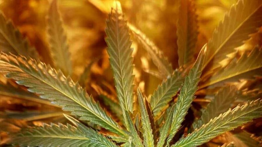 Гърция легализира медицинската марихуана