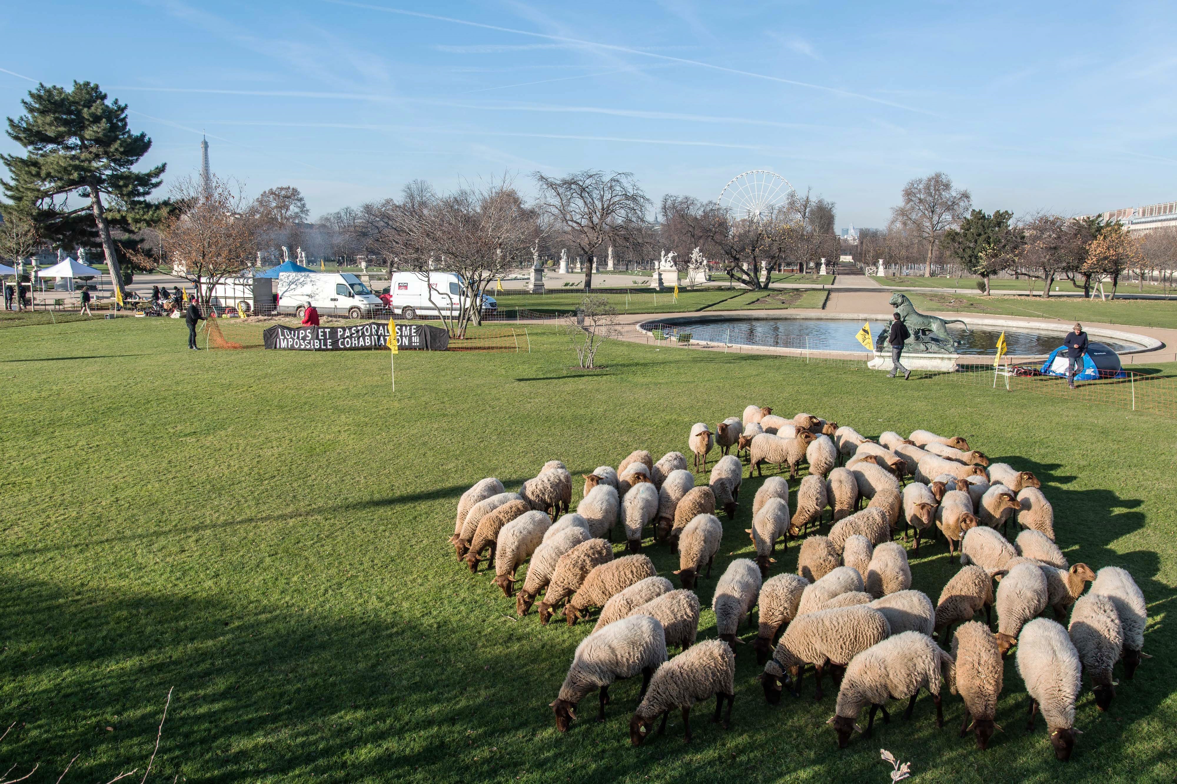Френски фермери излязоха на протест в центъра на Париж с животните си. Част от овцете дори опасаха една от най-известните градини в града "Тюйлери", намиращa се точно до Лувъра.