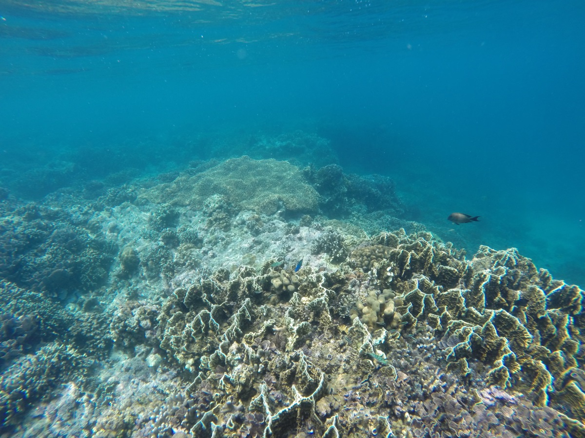 Кораловите рифове умират „Най-лошото масово избелване в историята им“ – с тези думи Австралийският съвет за научни изследвания описва избелването на Големия бариерен риф тази година. Наблюдения на над 500 коралови рифове показват, че по-голямата част от тях са подложени на обширни и тежки избелвания, които могат да бъдат фатални за коралите, ако продължат прекалено дълго.