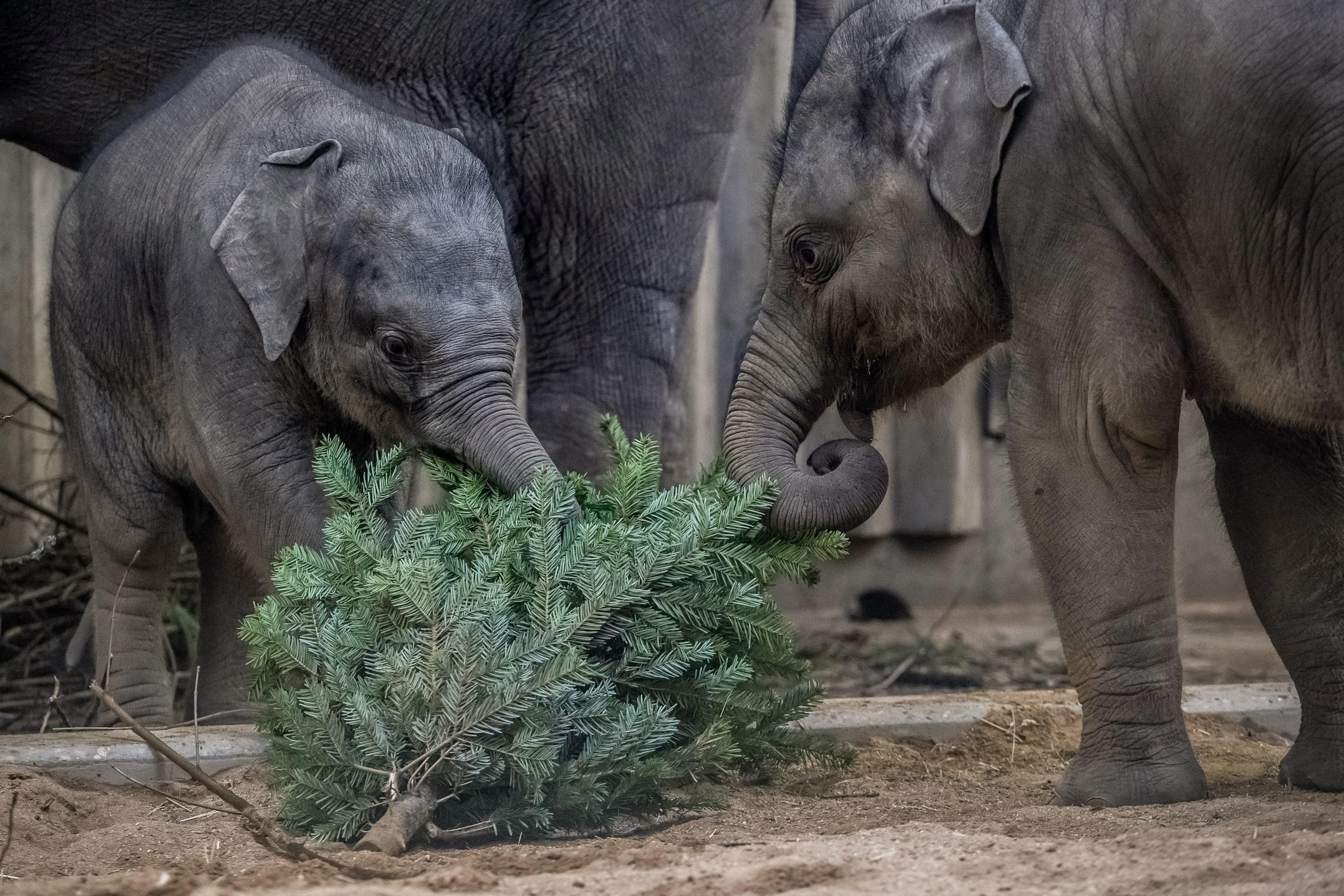 То е толкова сладко, че може да разтопи сърцето на всеки, дори в студеното време навън. Запознайте се с азиатското слонче Руди, което си играе с елхови дръвчета в зоопарка в Прага.