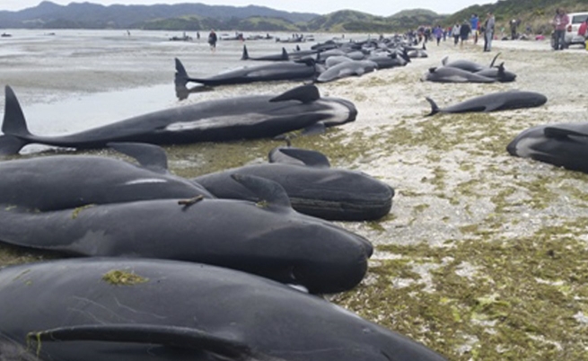 Още над 200 кита заседнаха на плаж в Нова Зеландия