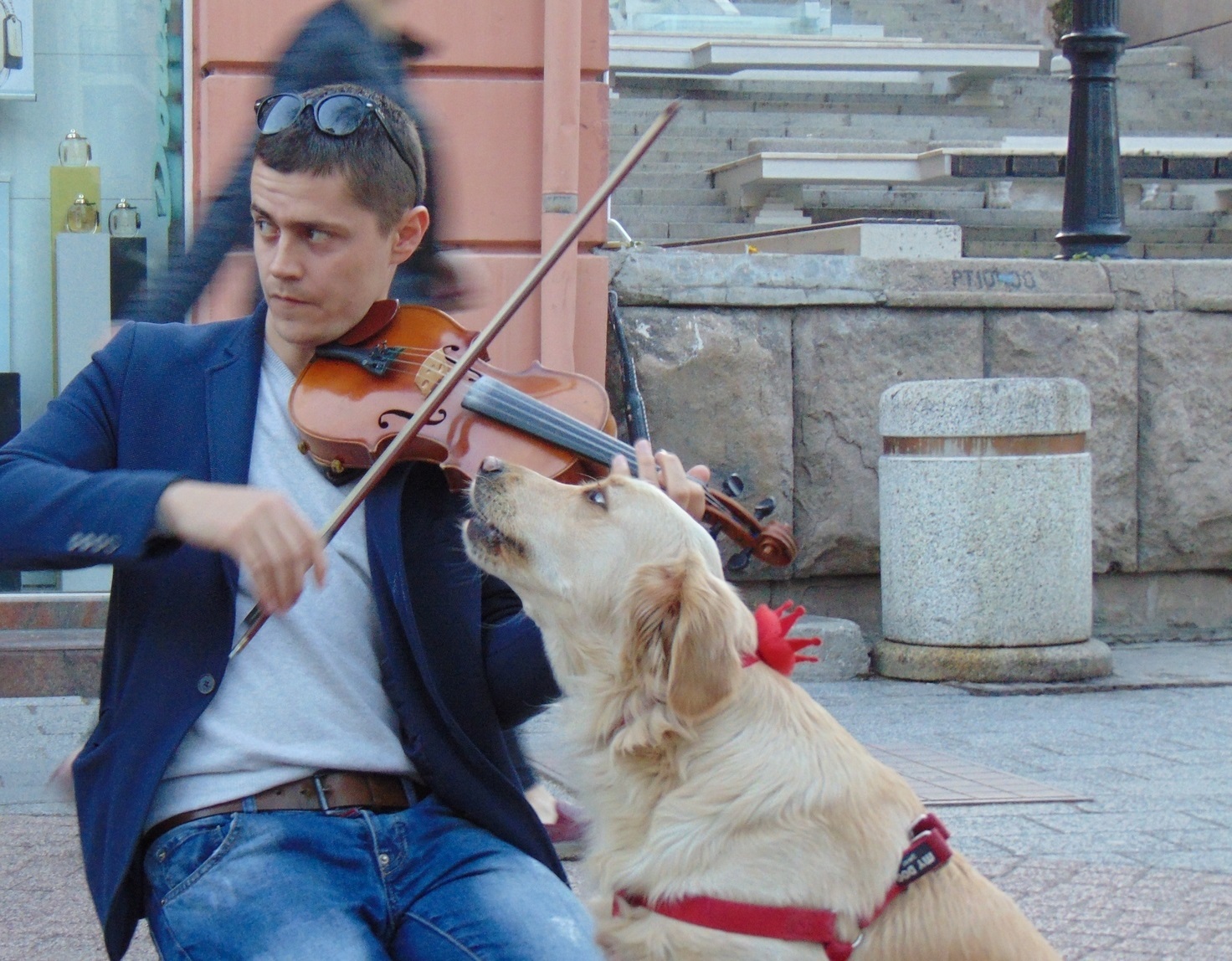 Пеещ при съпровод на музика от Моцарт Голдън ретрийвър на име Тера се превърна в истинска атракция в центъра на Пловдив.