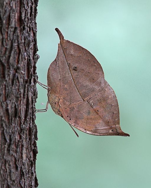 Листокрила пеперуда - изглеждат като дървесни листа, когато разпънат крилата си – понякога са зелени, а понякога и кафяви. Живеят в Нова Гвинея, южна Азия, Мадагаскар и Индия.