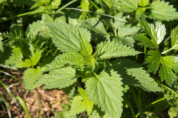 За какво е полезна копривата - снимка 3
