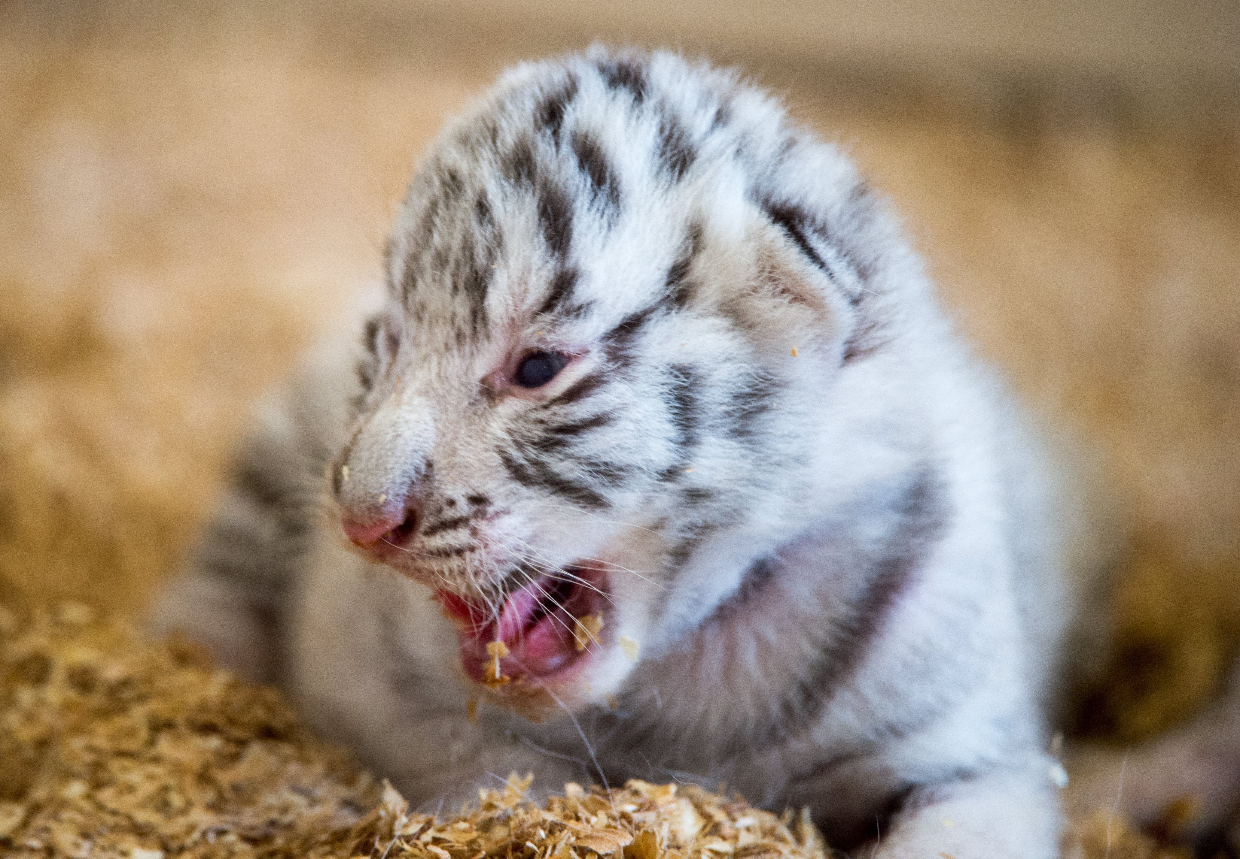 Австрийска зоологическа градина представи новородените си четири бели тигърчета - Фалко, Тото, Миа и Мауци, съобщи Ройтерс. Бялата зоологическа градина е на 150 км от Виена. Тя е популярна туристическа дестинация. Тигърчетата са се родили на 22 март. Те ще останат с майка си една година, а след това ще бъдат дарени на други зоологически градини.