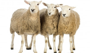 „Тъпа овца“ вече не може да бъде обида