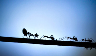 Учени за пръв път изследваха мравки канибали